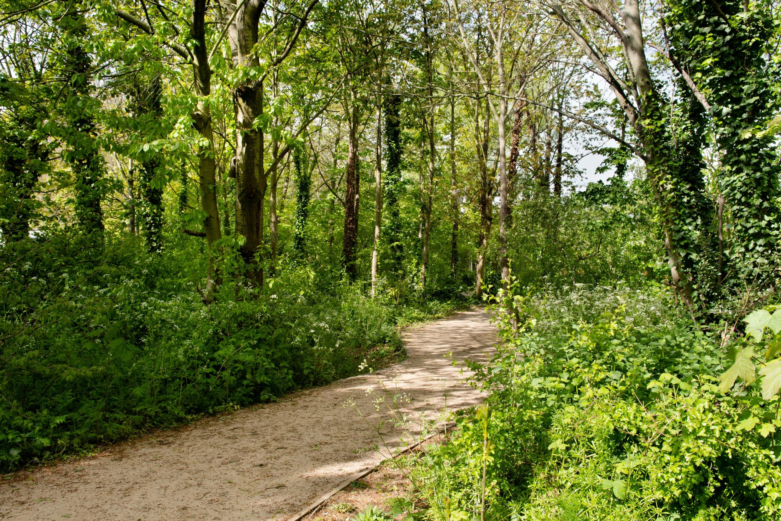 Southampton Way Woodland in the Spring